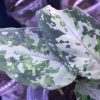Aglaonema pictum multicolor emerald