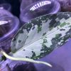 Aglaonema pictum multicolor emerald
