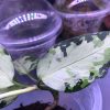 Aglaonema sp Aceh Type B