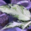 Aglaonema sp Aceh Type B