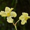 Begonia flaviflora
