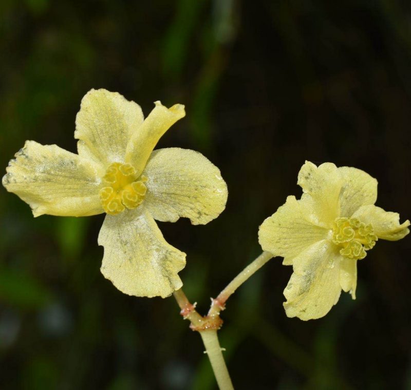 Begonia flaviflora