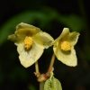 Begonia flaviflora