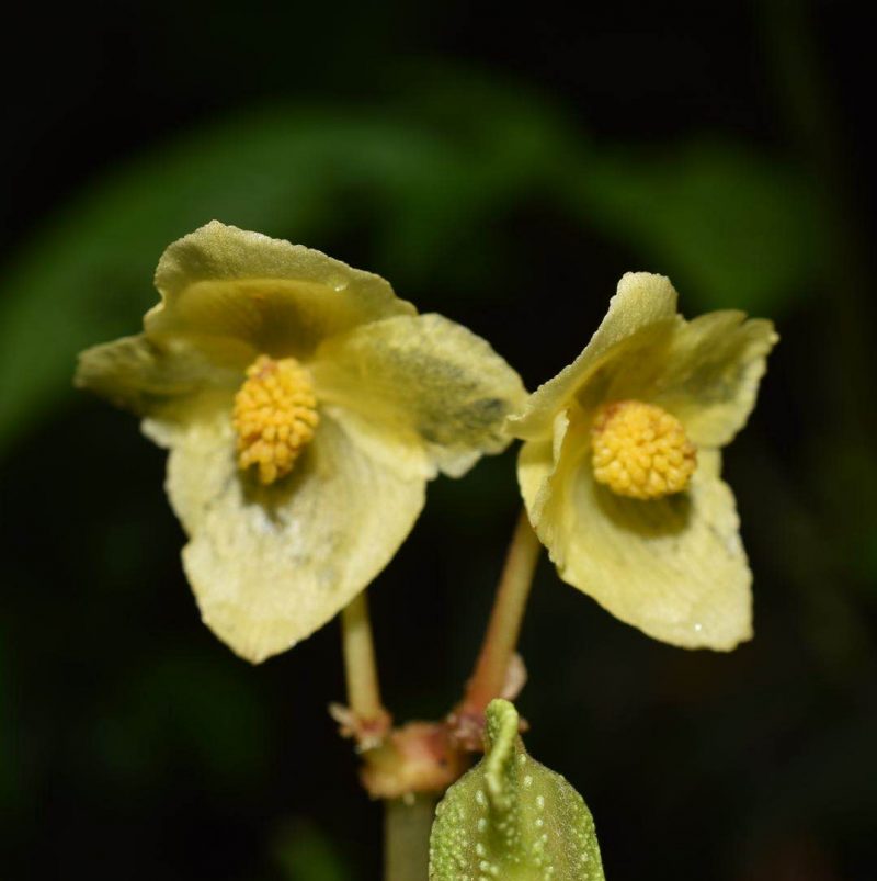 Begonia flaviflora