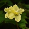 Begonia flaviflora
