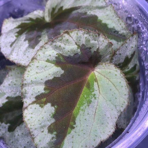 Begonia sp Silver and Black Vietnam
