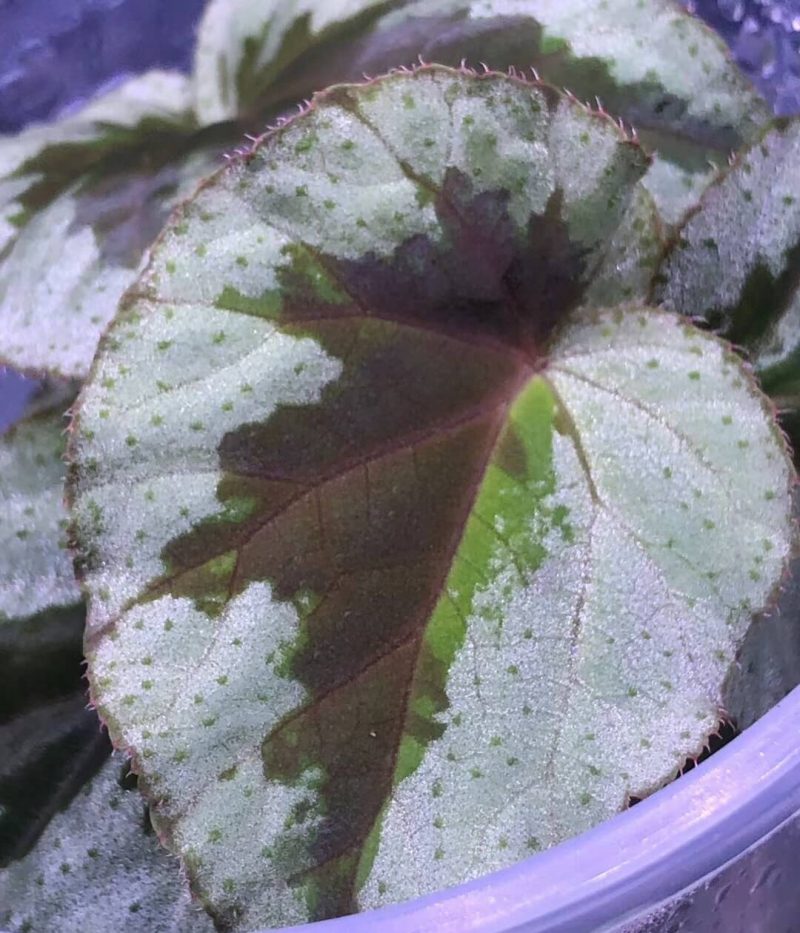 Begonia sp Silver and Black Vietnam