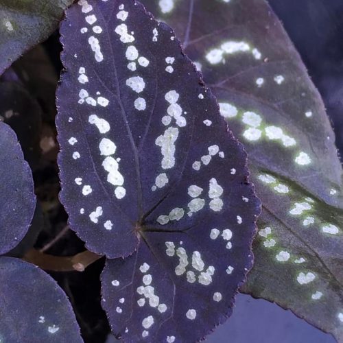 Begonia sp White spots Malaysia