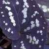 Begonia sp White spots Malaysia