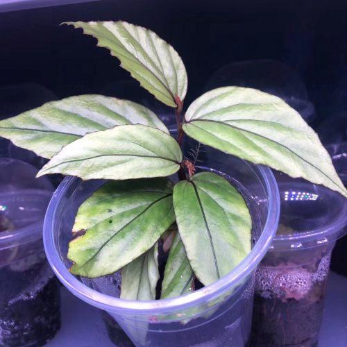 Begonia sp green Kalimantan