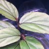 Begonia sp green Kalimantan