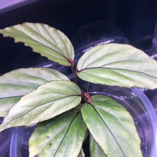 Begonia sp green Kalimantan