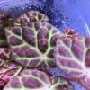 Begonia sp hybrid