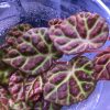 Begonia sp hybrid