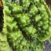 Sonerila sp Green Sumatra