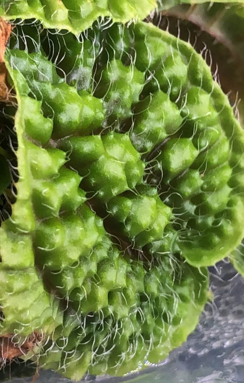 Sonerila sp Green Sumatra