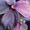 Sonerila sp Pink Kalimantan