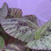 Begonia hoiosericeoides