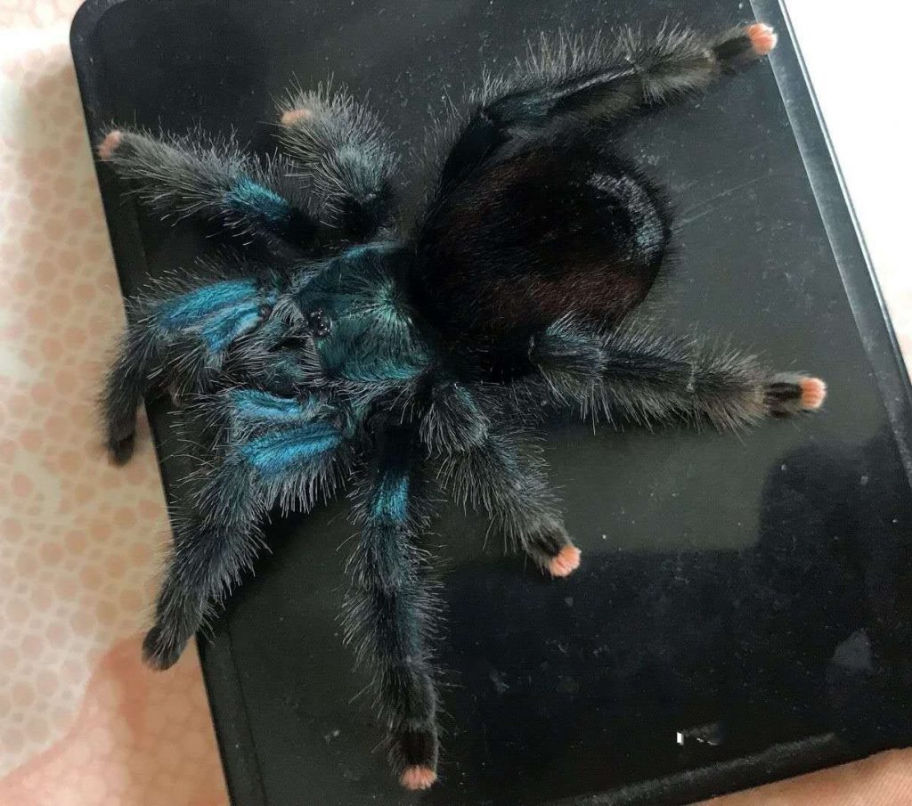 Avicularia geroldi (Brazilian Blue Green Pinktoe Tarantula) for sale ...