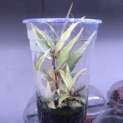 Begonia xiphophylla