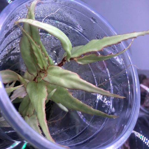 Begonia xiphophylla