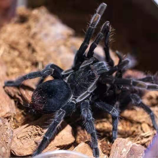 Sericopelma sp. Santa Catalina for sale - HappyForest