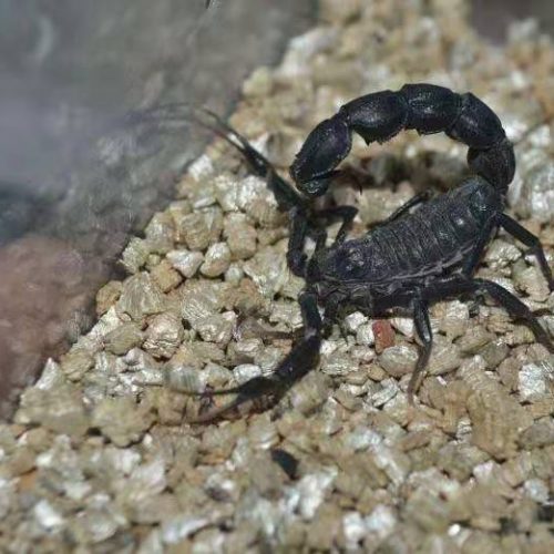 Androctonus bicolor – Black Fat Tail Scorpion