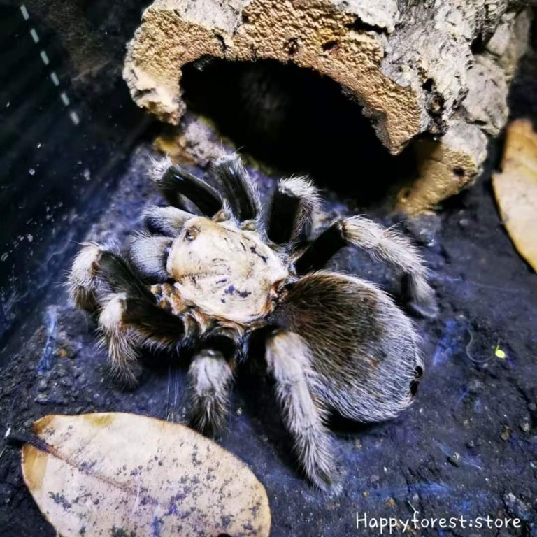 Aphonopelma chalcodes (Desert Blonde/Arizona Blond Tarantula) for sale