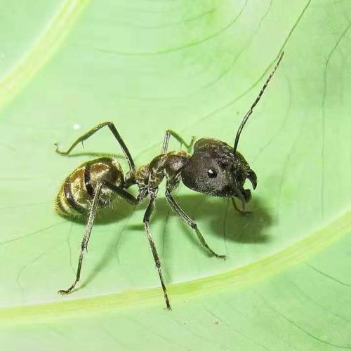 Camponotus chinensis
