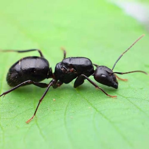 Camponotus jianghua
