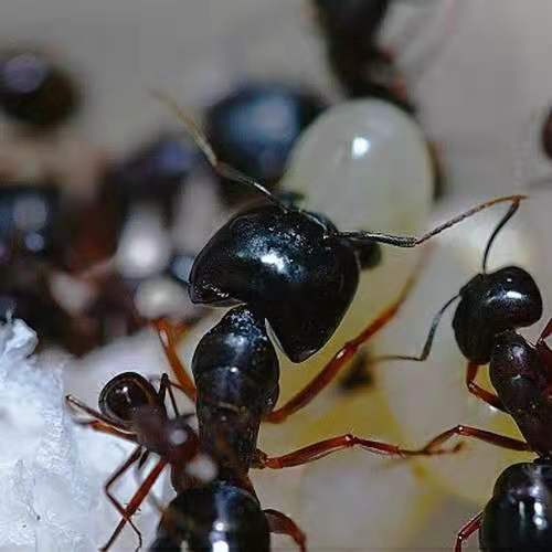 Camponotus largiceps