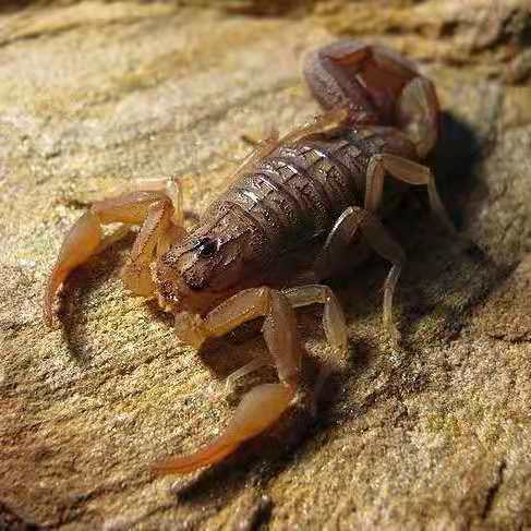 Hottentotta hottentotta – African Ground Scorpion