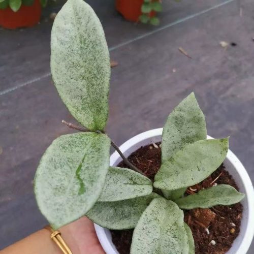 (Rare) Hoya carnosa Grey Ghost