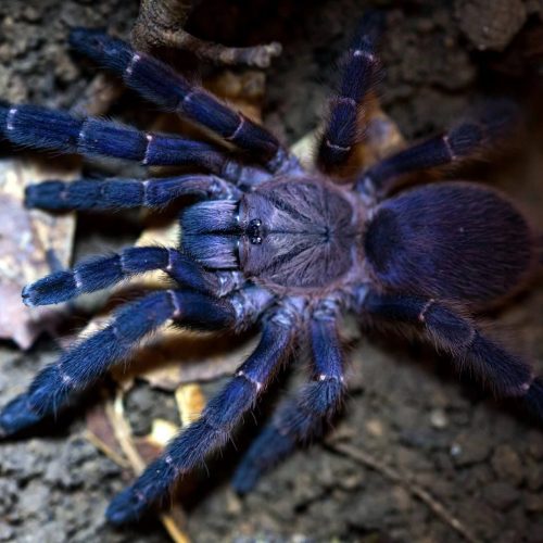 Orphnaecus sp. “blue Panay”