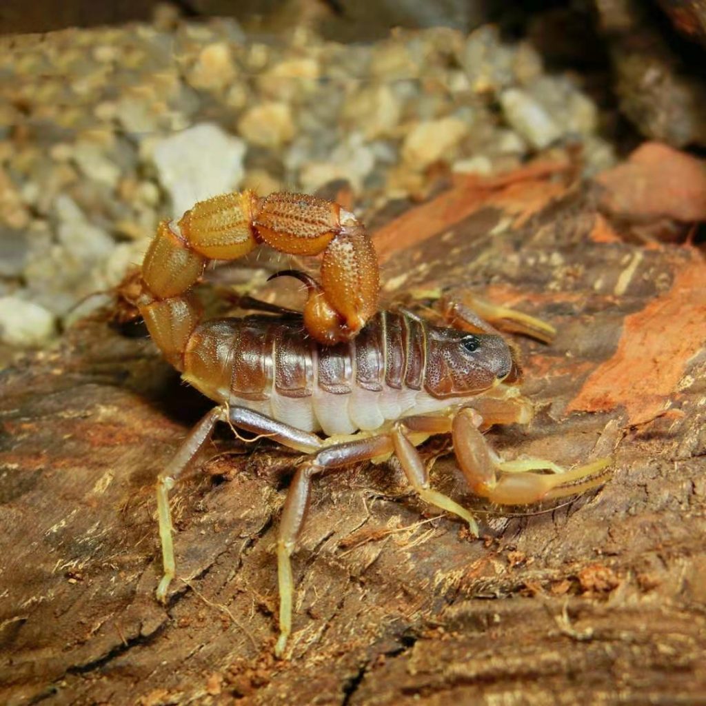 Parabuthus pallidus for sale - HappyForestStore