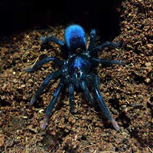 Sahydroaraneus raja (Indian Blue Dwarf Tarantula)