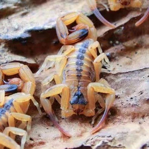 Tityus stigmurus – Brazilian Scorpion