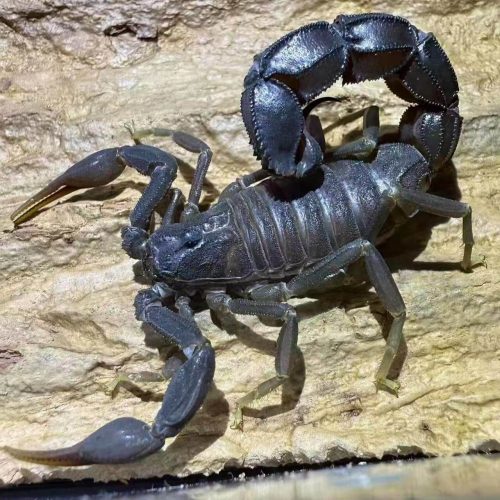 Androctonus gonneti (Ebony Fat-Tailed Scorpion)