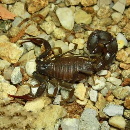 Androctonus gonneti (Ebony Fat-Tailed Scorpion)