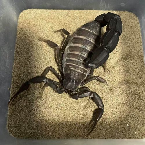 Androctonus gonneti (Ebony Fat-Tailed Scorpion)