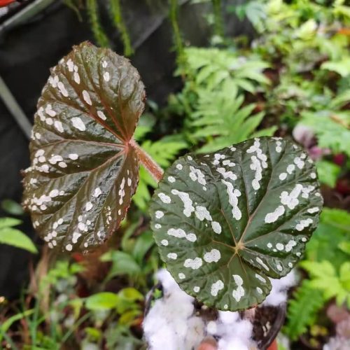 Begonia sp White spots Vietnam new species