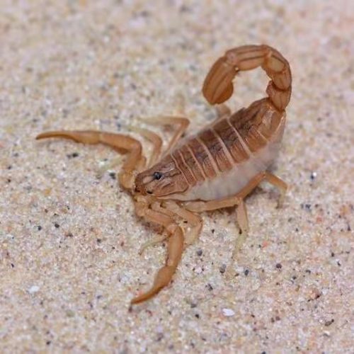 Hottentotta tamulus – Indian Red scorpion