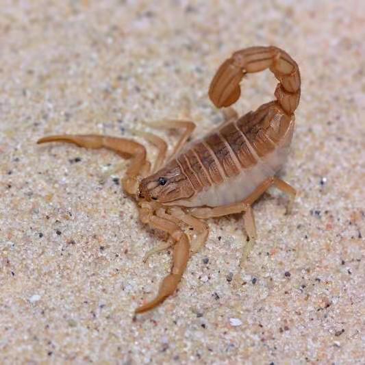 Hottentotta tamulus - Indian Red scorpion for sale - HappyForestStore