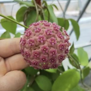 (Rare) Hoya tengchongensis for sale - HappyForestStore