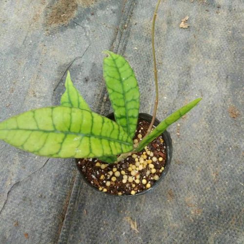 Hoya callistophylla ssp. long leaf