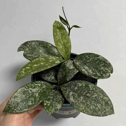 Hoya carnosa ssp. “freckles” splash