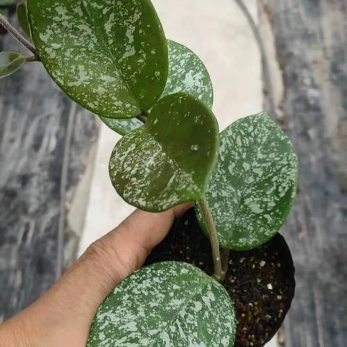 Hoya carnosa ssp. “freckles” splash