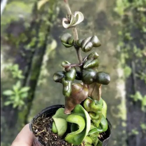 Hoya compacta ssp. deep green