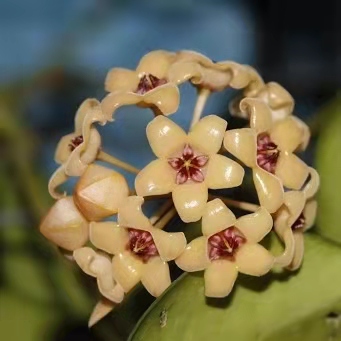Hoya cutis-porcelana