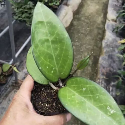 Hoya fusco marginata ‘ Hoya cv.Noelle ‘